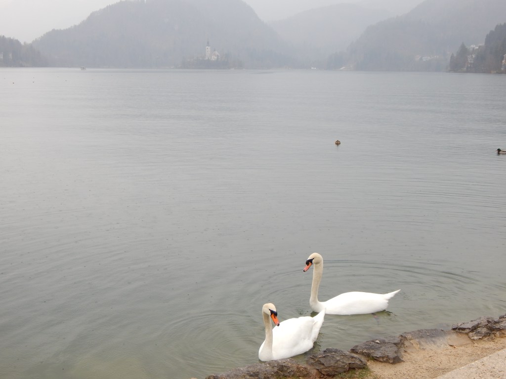 Swans at Lake&nbsp;Bled