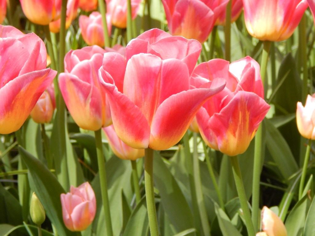 Tulips and… Prositution?