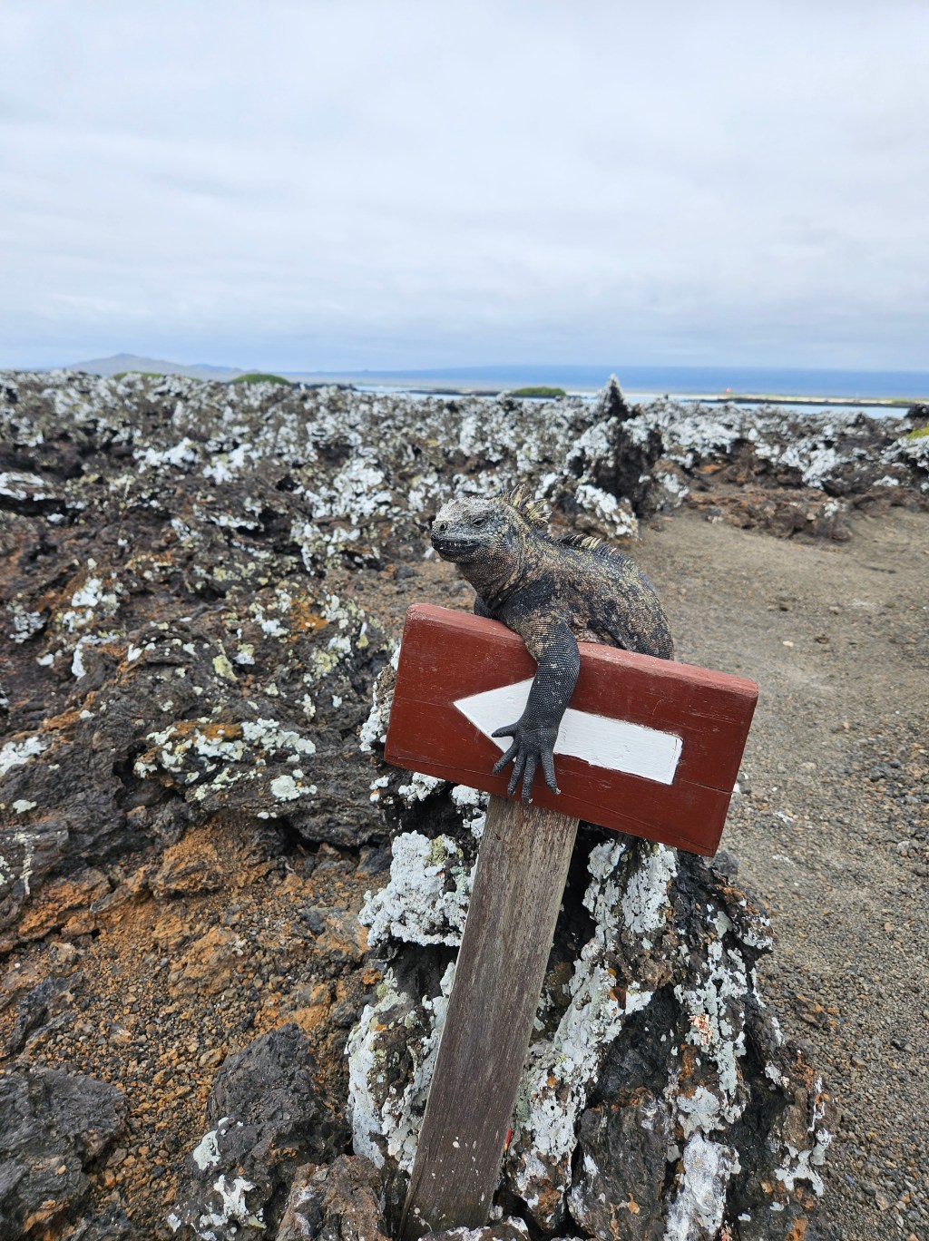 Floreana and Isabela,&nbsp;Galapagos